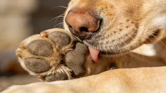 Il mio cane si lecca le zampe: cause più comuni e cosa fare a casa