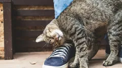 Come capire se il tuo gatto ti sta proteggendo: 9 segni impercettibili