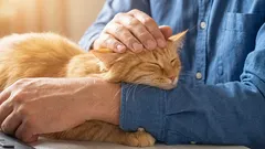 10 segni che indicano che il tuo gatto si fida di te e come riconoscerli nella vita quotidiana