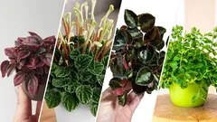 Le varietà più interessanti e popolari di peperomia