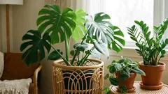 5 piante alla moda che oggi non possono mancare in quasi nessuna casa.