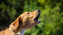 Come insegnare al cane a non abbaiare inutilmente in casa senza urla e punizioni