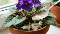 Un cucchiaio sotto la radice e la violetta fiorirà continuamente: le foglie non saranno visibili dietro i fiori.