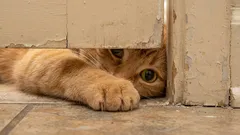 Perché il gatto ama stare con voi nei momenti più inopportuni? Perché vuole andare in bagno con voi?