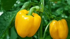 Cosa non piantare assolutamente vicino al peperone: il nemico del vostro raccolto