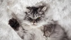 5 modi per far capire al gatto che sei tu il capo in casa, non lui