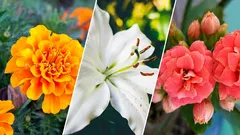 Tre fiori che non vengono mai regalati in bouquet, anche se sono molto belli: ecco perché